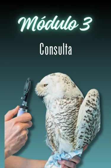 Capa do módulo 3 — CONSULTA