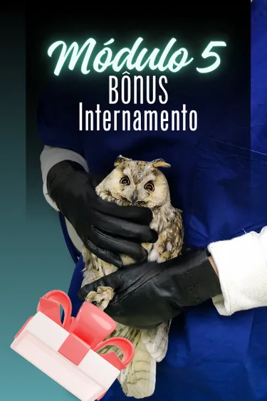 Capa do módulo 5 — BÔNUS — INTERNAMENTO